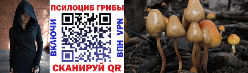 Купить где Норильск Псилоцибиновые грибы GOLDEN TEACHER